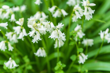 Wunderschöne Blumen mit weißen Blüten in Glockenform