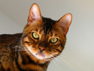 Portrait of a green eyed Bengal cat
