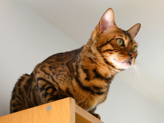 Portrait of a Bengal cat in half profile