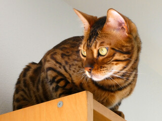 Portrait of a Bengal cat looking left