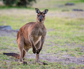 Portrait of a western grey kangaroo, Macropus Fuliginosus, subspecies Kangaroo Island kangaroo. - obrazy, fototapety, plakaty