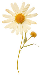PNG Real Pressed daisy flower petal plant - obrazy, fototapety, plakaty