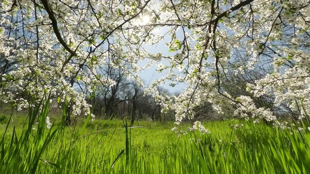 Bottom view passing through thick green grass under the low hanging branches of a blossoming fruit tree with white flowers on a sunny spring morning, Backlight (Contre-jour), Bottom view

