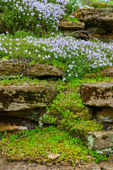 Serene Wildflower Cascade Among Mossy Stones - Overcast Day