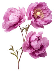 PNG Real Pressed pink and purple peony flowers blossom plant rose