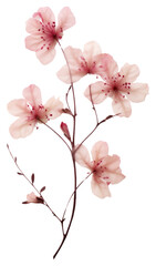PNG Real Pressed pink cherry blossom flower plant inflorescence