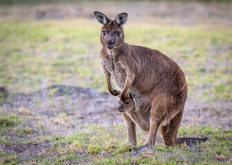 Naklejka na ściany i meble Portrait of a western grey kangaroo with joey looking out of the pouch, Macropus fuliginosus, subspecies Kangaroo Island kangaroo.