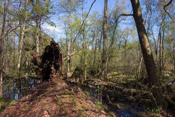 Umgestürzter Baum im Moor im Frühling.