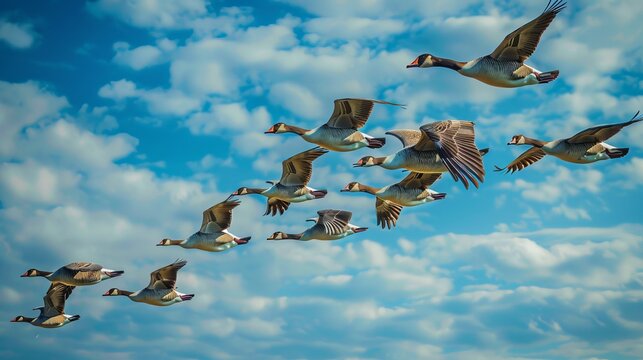 Bird Wings: A photo of a flock of migrating geese flying in a V-formation