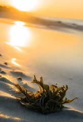 Seaweed on a sandy beach with the sun setting over the horizon, casting a golden light on the scene