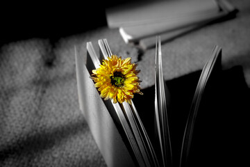 Close up of beautiful dandelion flower on book