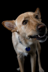 Dog eating a fish bone in studio
