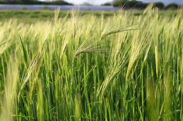 Young green wheat growing on the field, close up. Wheat crops in early spring. Agriculture. Cereals at sunset. 