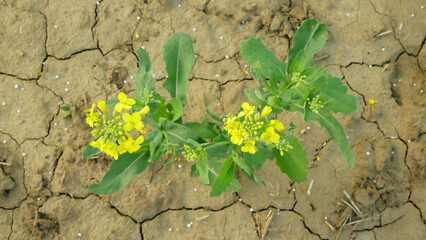 Drought rapeseed dry field land Brassica napus, very drying up the soil cracked oilseed rape,...