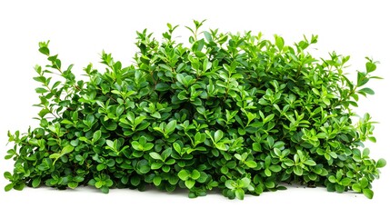 A common garden bush with small, detailed leaves and a slightly cascading form, excellent for filling out midground layers in garden compositions, isolated white background