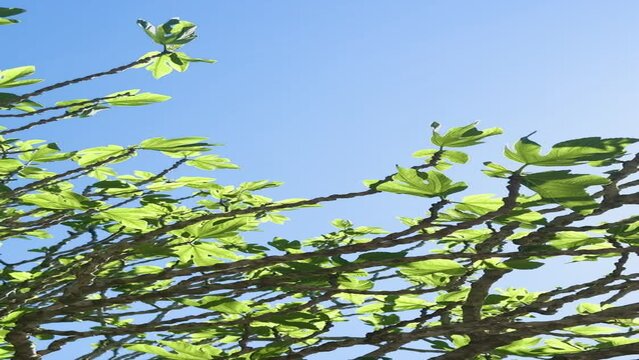 Fig tree green leaves and fruits growing in spring in blue sky.