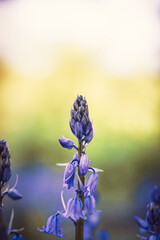 I took a photo of Bluebell, a delicate and enchanting flower known for its vibrant blue petals and sweet fragrance