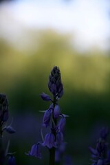 I took a photo of Bluebell, a delicate and enchanting flower known for its vibrant blue petals and sweet fragrance