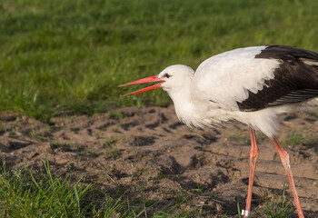 Ein Weißstorch mit seinem roten Schnabel beim fressen