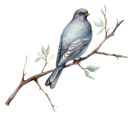 PNG Watercolor illustration of pigeon blackbird agelaius animal. - obrazy, fototapety, plakaty