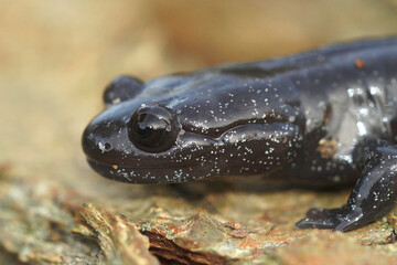 Closeup on a dark and rare Japanese Ishizuchi endemic streamside salamander , Hynobius hirosei on...