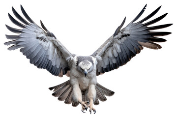 PNG Harpy eagle vulture animal flying. 