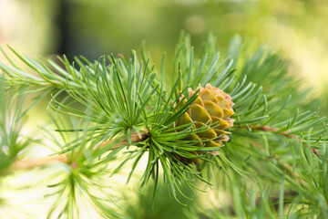 Light brown cones on the branch of European larch. Closeup of opening bud of Larix Decidua. Female cone. Natural beauty of elegant larch tree twig. Soft focus. Seasonal wallpaper for design