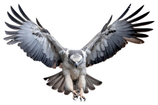 PNG Harpy eagle vulture animal flying. 