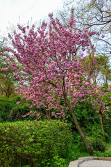 나무, 봄, flower, 네이처, 블로섬, 분홍, 뜰, flower, 식물, 개화, 나무, 경관, 목초, 버찌, 공원, sky, 개화, 여름, 가지, 나뭇잎, 라일락, 보라색, 계절, 미, 식물