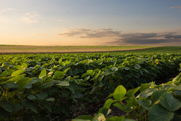 Open soybean field at sunset. - 787381564