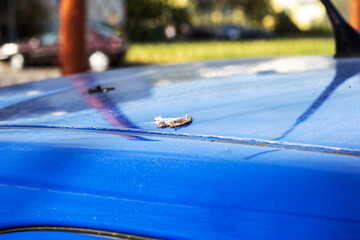 A blue car with a worm on the hood, parked on asphalt