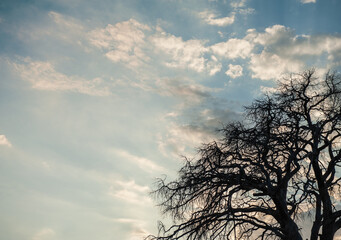 Branches of dry tree against cloudy sky