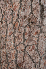 Natural relief background of tree bark texture