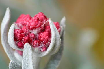 Closeup on the emerging flower of the red everlasting cudweed, Helichrysum sanguineum also known as...