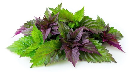 Shiso leaves spread out, their distinctive purple and green colors vivid against a clean white background, emphasizing their use in Japanese garnishing