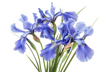 Elegant irises, typically in blue or purple, with slender petals and distinct foliage, adding a touch of sophistication, isolated white background