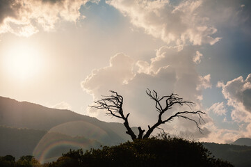 Old dry dead tree with branches against atmospheric sunset sky