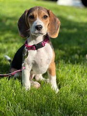 beagle in grass