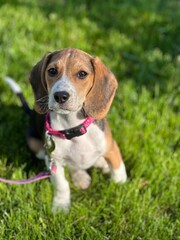 beagle puppy in the grass