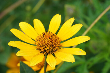 Closeup on a yellow flowering swamp sunflower, Helianthus angustifolius, in the garden
