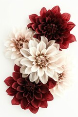 Large, intricate dahlias with their complex petals displayed in colors like deep reds and soft whites, perfect for adding a dramatic touch, isolated white background