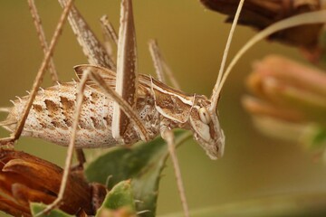 Closeup of a brown Long-horned grasshopper , Tylopsis lilifolia, in the vegetation