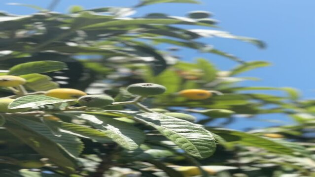 Loquat fruits ripening on the tree in blue sky.