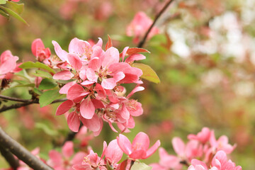 Pink apple tree flowers close up. Spring background with flowers. Nature. Close-up of pink flowers on a tree. Apple tree blooming with pink flowers in the park