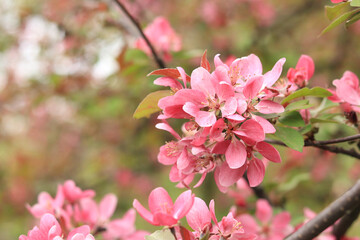 Pink apple tree flowers close up. Spring background with flowers. Nature. Close-up of pink flowers on a tree. Apple tree blooming with pink flowers in the park