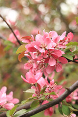 Pink apple tree flowers close up. Spring background with flowers. Nature. Close-up of pink flowers on a tree. Apple tree blooming with pink flowers in the park