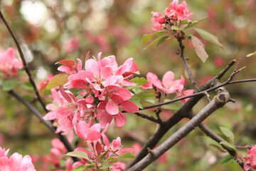 Pink apple tree flowers close up. Spring background with flowers. Nature. Close-up of pink flowers on a tree. Apple tree blooming with pink flowers in the park