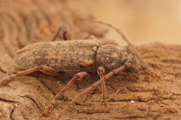 Closeup shot of a French plant parasite brown longhorn beetle, Tricheferus griseus