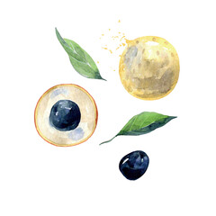 Hand Drawn Watercolor longan Fruit. Vector illustration. - 787385702