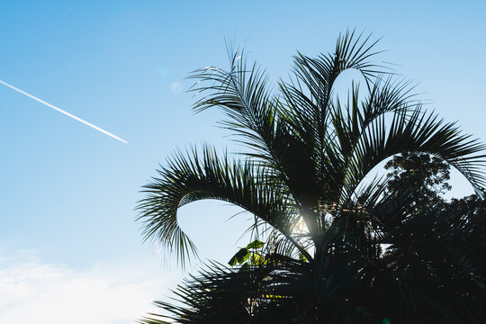 The rays of the sun break through green palm leaves in the backlight, next to a white trail from a flying plane. Travel themes